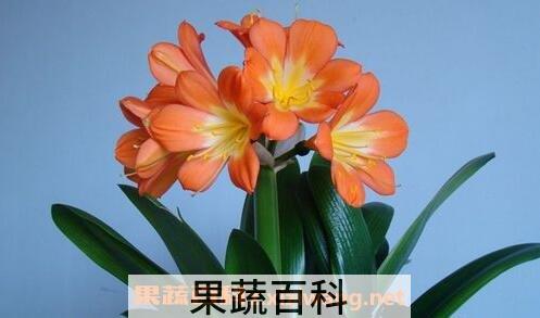 君子兰