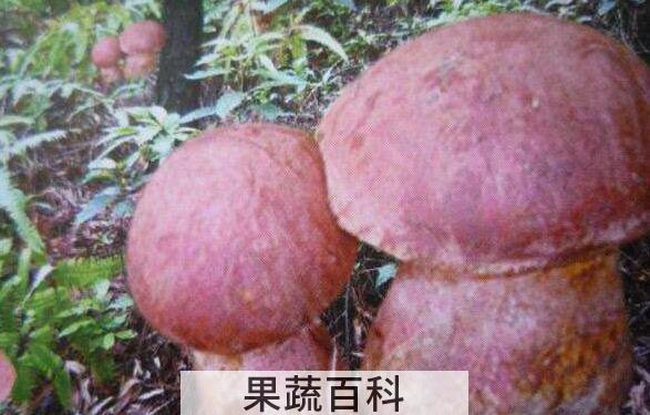 红乳菌的功效和作用