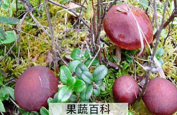 红乳菌的功效和作用