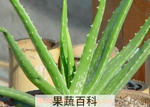 长叶芦荟养殖方法和注意事项