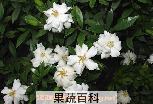 栀子花的功效与作用及禁忌