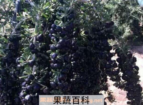 黑枸杞