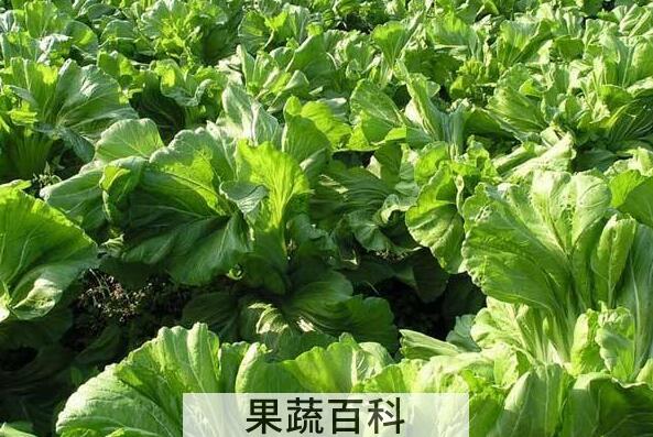 野生芥菜的功效和作用