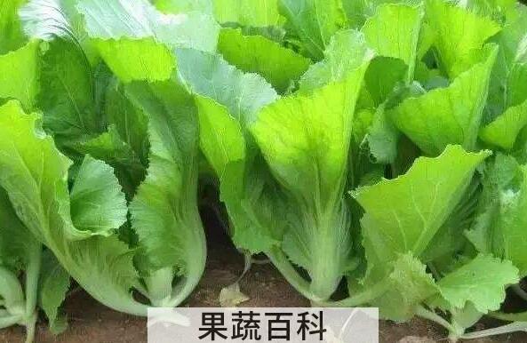 野生芥菜的功效和作用