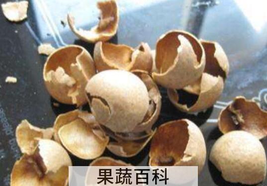 桂圆壳的功效与作用 桂圆壳的药用价值
