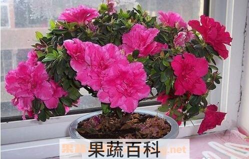 杜鹃花
