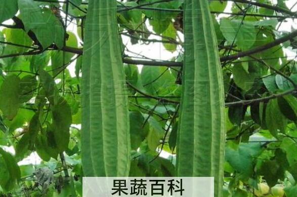 八角丝瓜的功效与作用