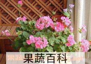 天竺葵