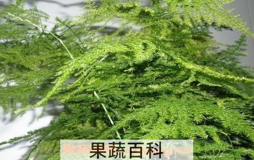 文竹