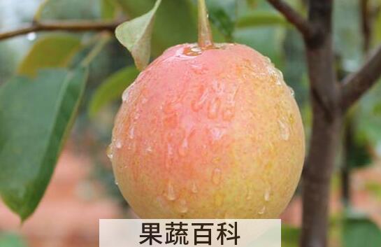 火把梨的功效与作用