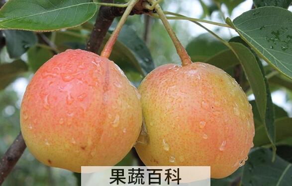 火把梨的功效与作用