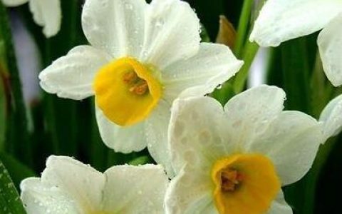 水仙花的养殖方法 养殖水仙花的注意事项