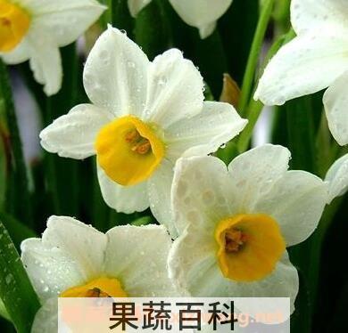 水仙花