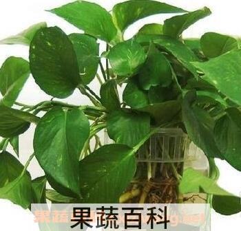 绿萝