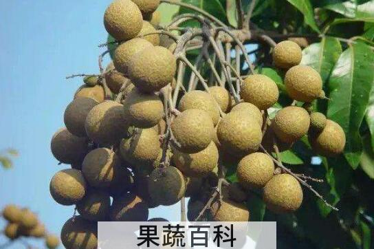 桂圆皮的功效与作用及食用方法