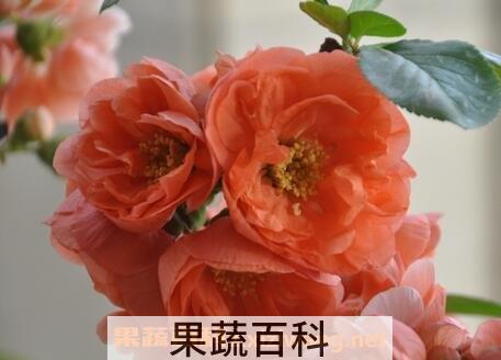 长寿乐海棠养殖方法