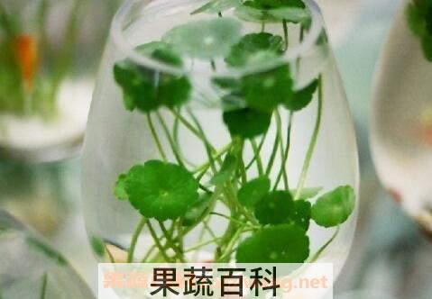 铜钱草水培怎么养