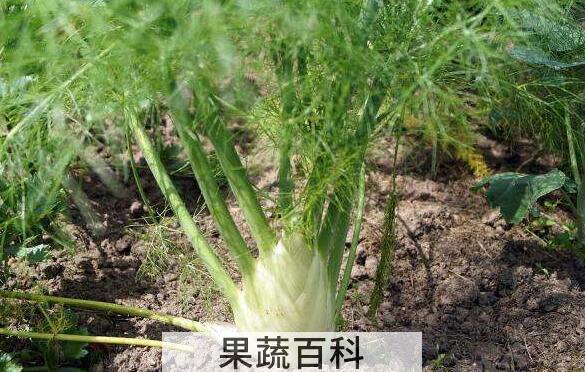 茴香根的功效与作用 茴香根的副作用与禁忌