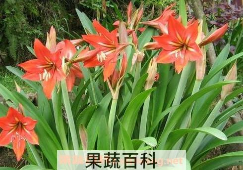 朱顶兰花有毒吗 朱顶红怎样催花