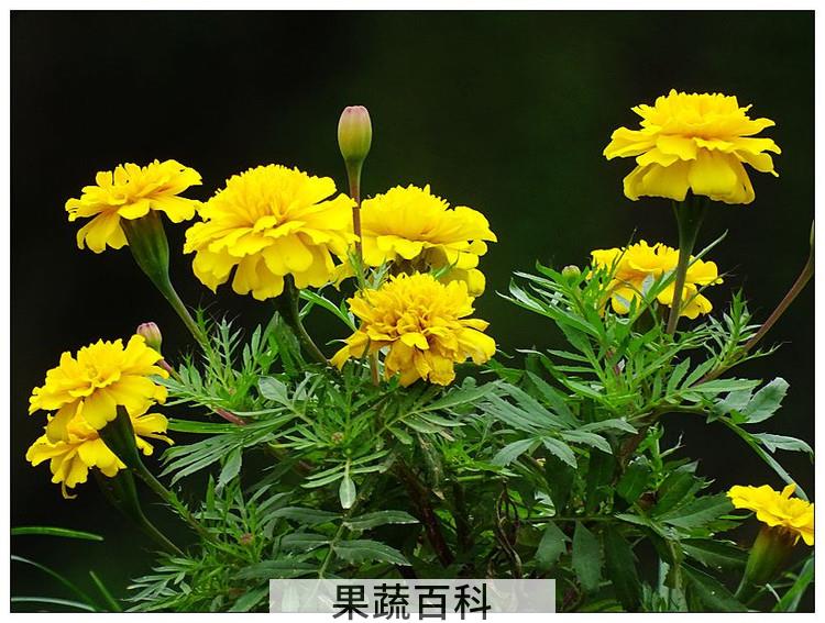长寿菊的养殖方法和注意事项