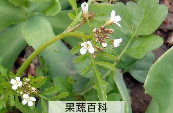 荠菜花的功效与作用 荠菜花的副作用
