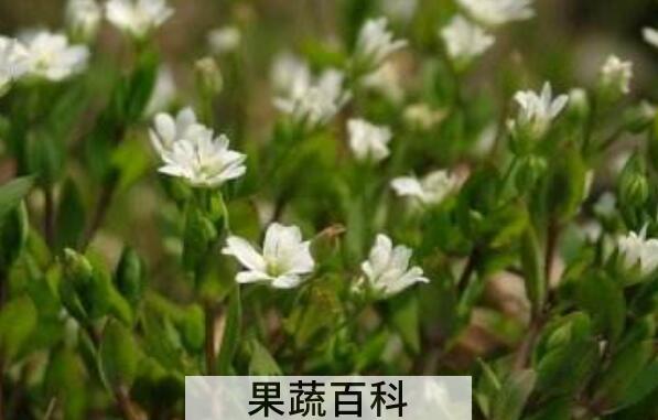 荠菜花的功效与作用 荠菜花的副作用
