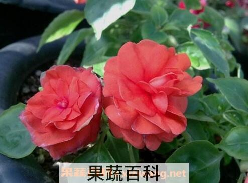 重瓣非洲凤仙花的养殖方法