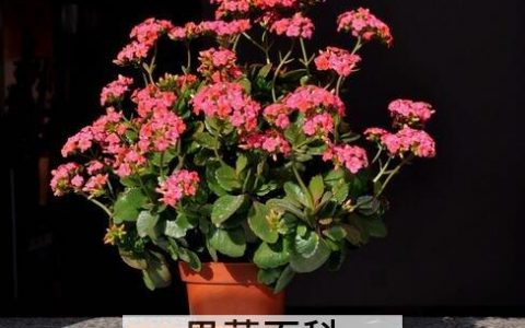 长寿冠海棠花的养殖方法
