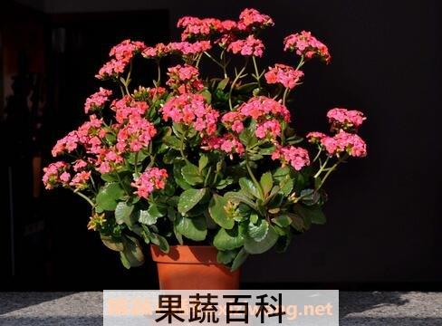 长寿冠海棠花的养殖方法