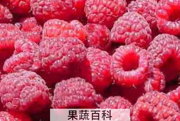 树莓如何长期保存