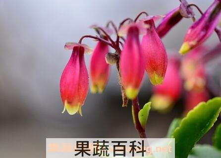 长寿宫灯的养殖方法和注意事项