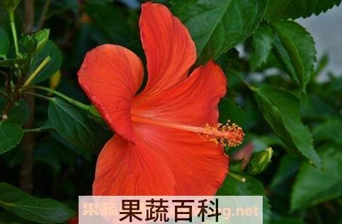 朱槿花如何防虫害