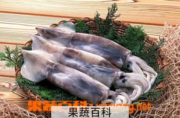 果蔬百科鱿鱼的营养价值与功效