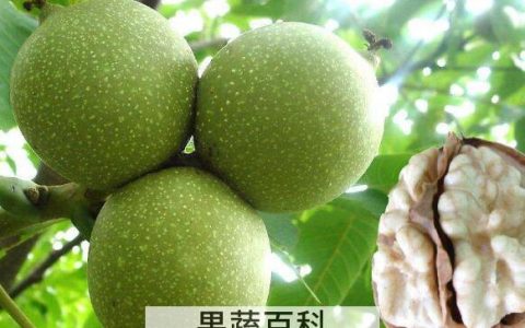 绿色的核桃皮怎么去掉 核桃皮去除方法技巧