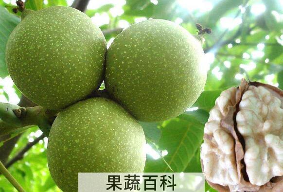 绿色的核桃皮怎么去掉
