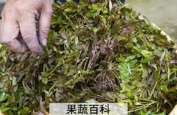 藤茶的功效与作用