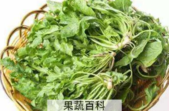 荠菜泡水的功效与作用