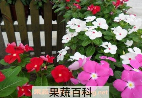 长春花的养殖方法和注意事项