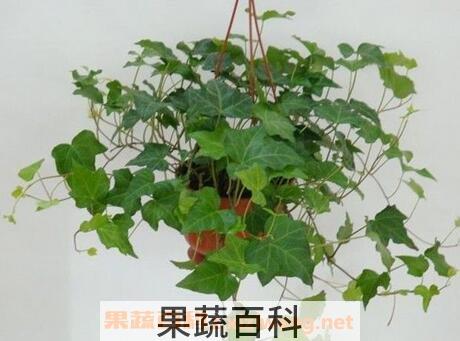 长春藤的养殖方法和注意事项