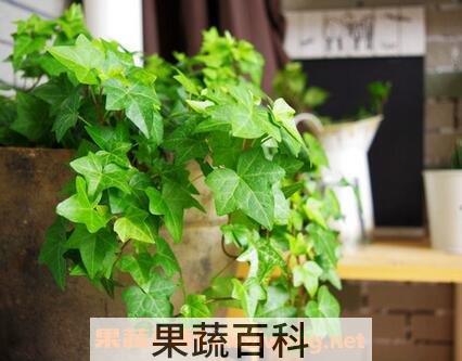 窄叶常春藤养殖方法