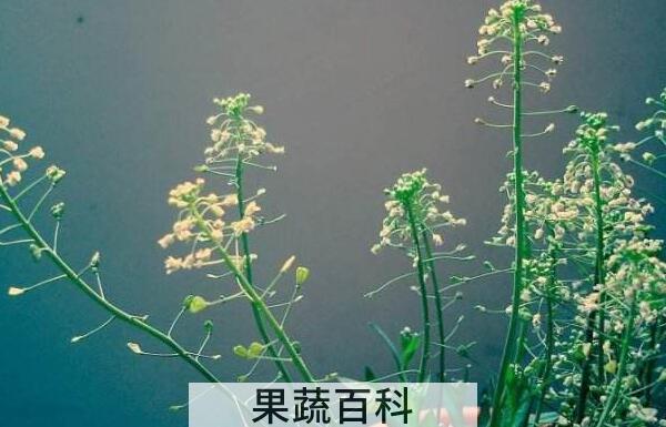 荠菜花的功效与作用