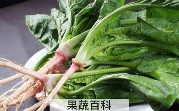 菠菜根的功效与作用及禁忌