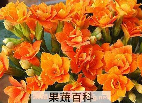 长寿花水培养殖方法和注意事项
