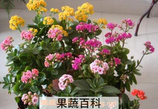 长寿花养殖方法和注意事项