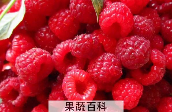 树莓怎么吃效果最好 吃树莓的注意事项