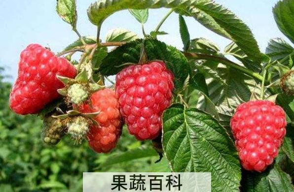 树莓怎么吃效果最好 吃树莓的注意事项