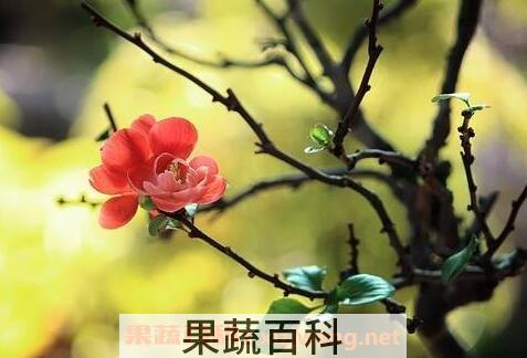 长寿梅的养殖方法