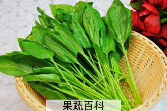 菠菜头的功效与作用