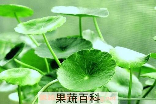 铜钱草怎么养