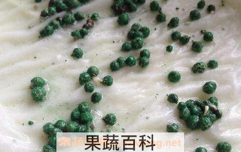 铜钱草种子的养殖方法和注意事项